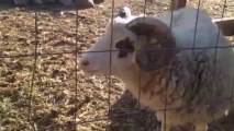 Un mouton qui chante faux!!!