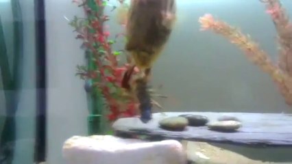 Combat violent entre une écrevisse et un poisson. Enorme...