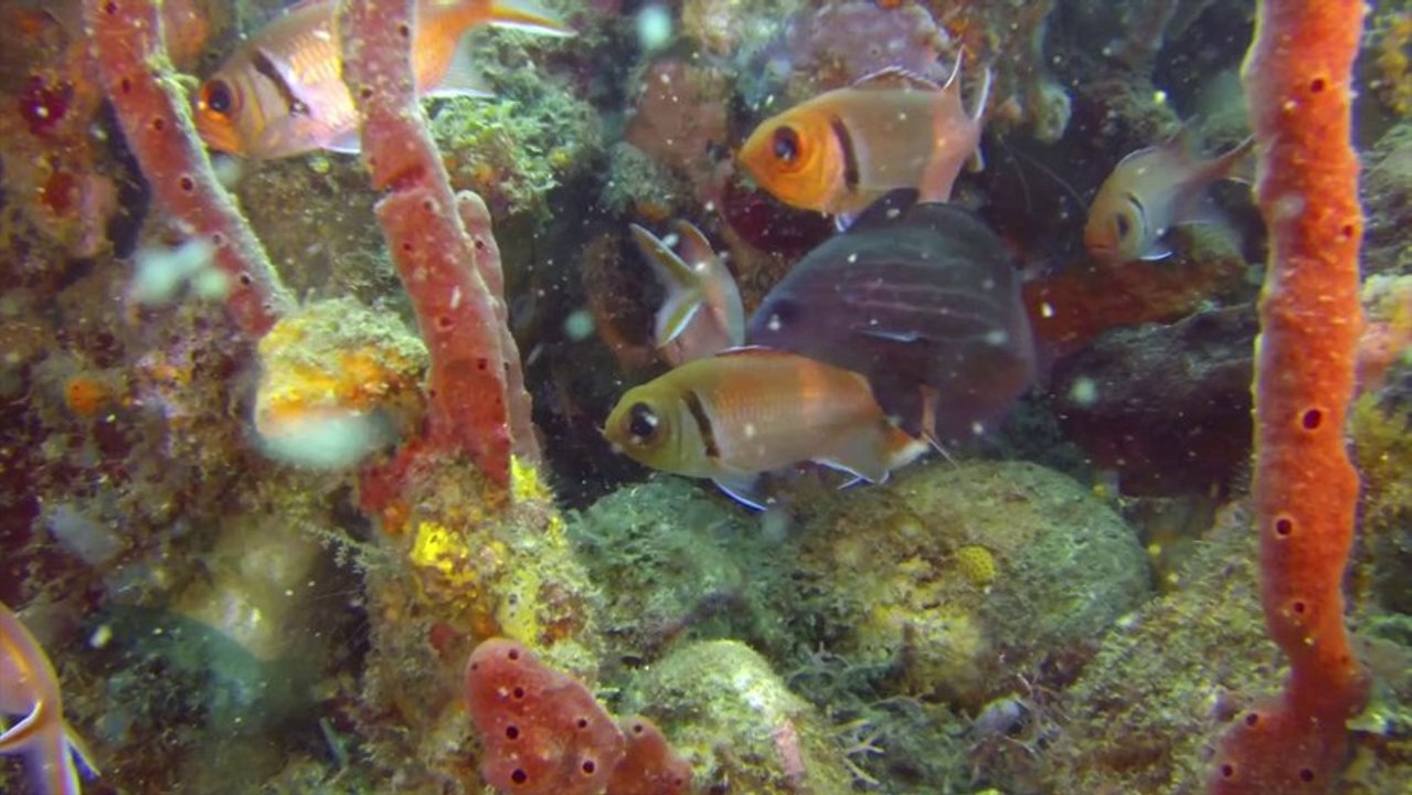 Pointe des Nègres