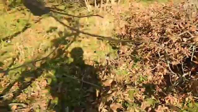hakkı budama 2