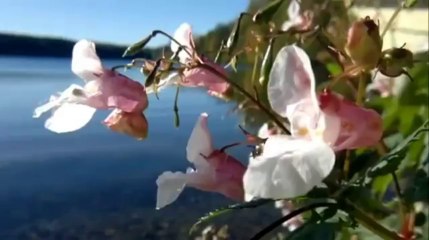 Glendora Quicky Smog STAR