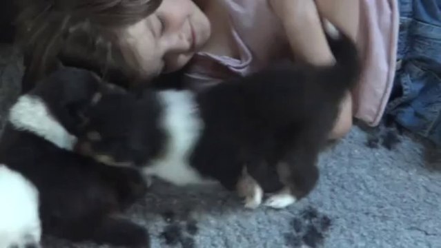 chiots colleys 4 semaines stuarts de boisbelle