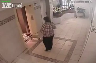 Destino final perruno