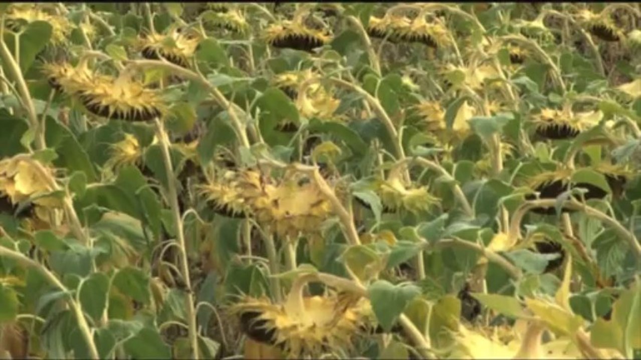 Trophées de l'agriculture durable : Portrait de Pierre Pujos