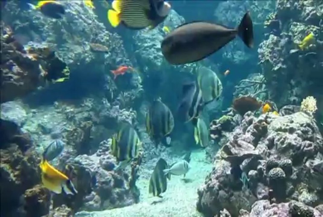 AQUARIUM MARE NOSTRUM (OCTOBRE 2013)