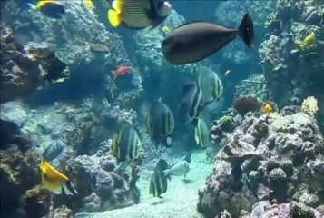 AQUARIUM MARE NOSTRUM (OCTOBRE 2013)