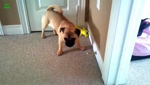 Des chiens découvrent les arrête-portes...Et deviennent fou!