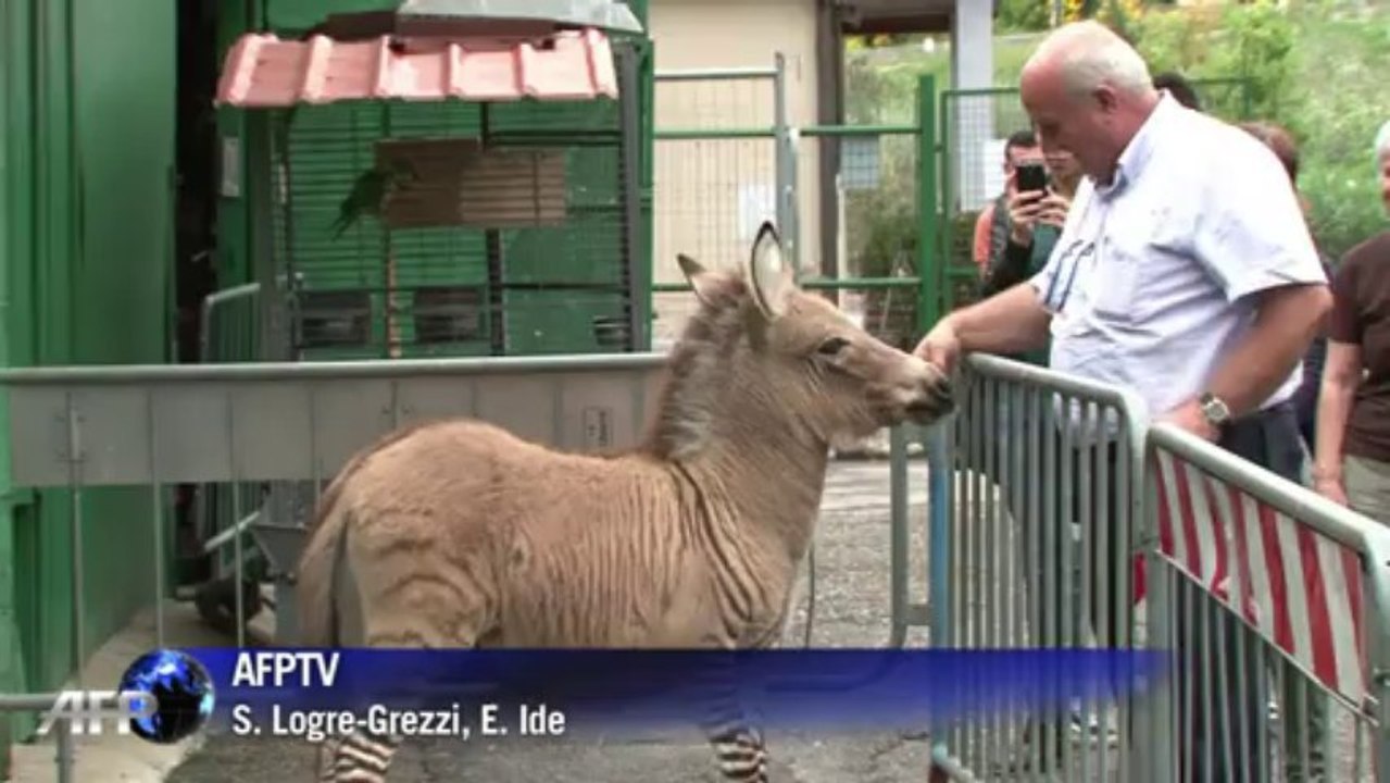 Italie: Ippo, un animal pas comme les autres