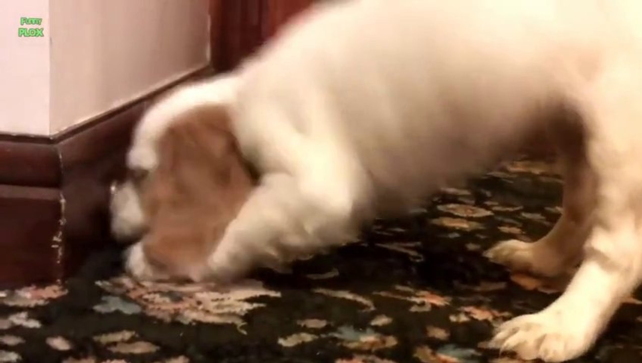 Cute Dogs Play with Doorstops