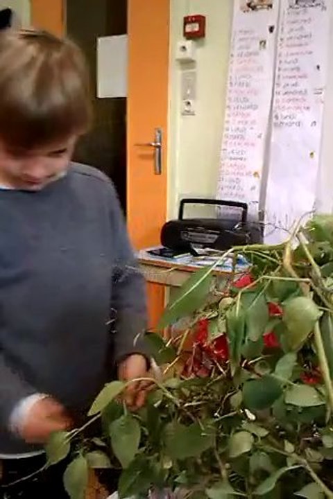 impatiens 3