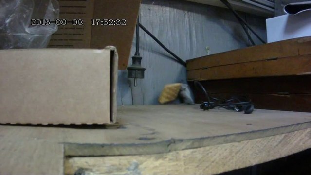 Souris vs Biscuit Cracker