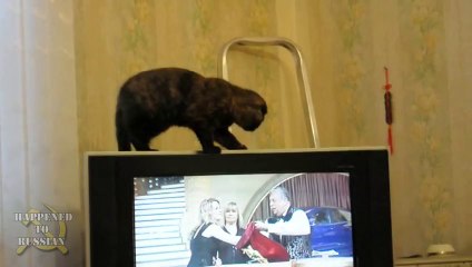 Katze transformiert sich like a baws