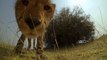 So cute Cheetah Licks a GoPro Camera... Like a big Kitten!