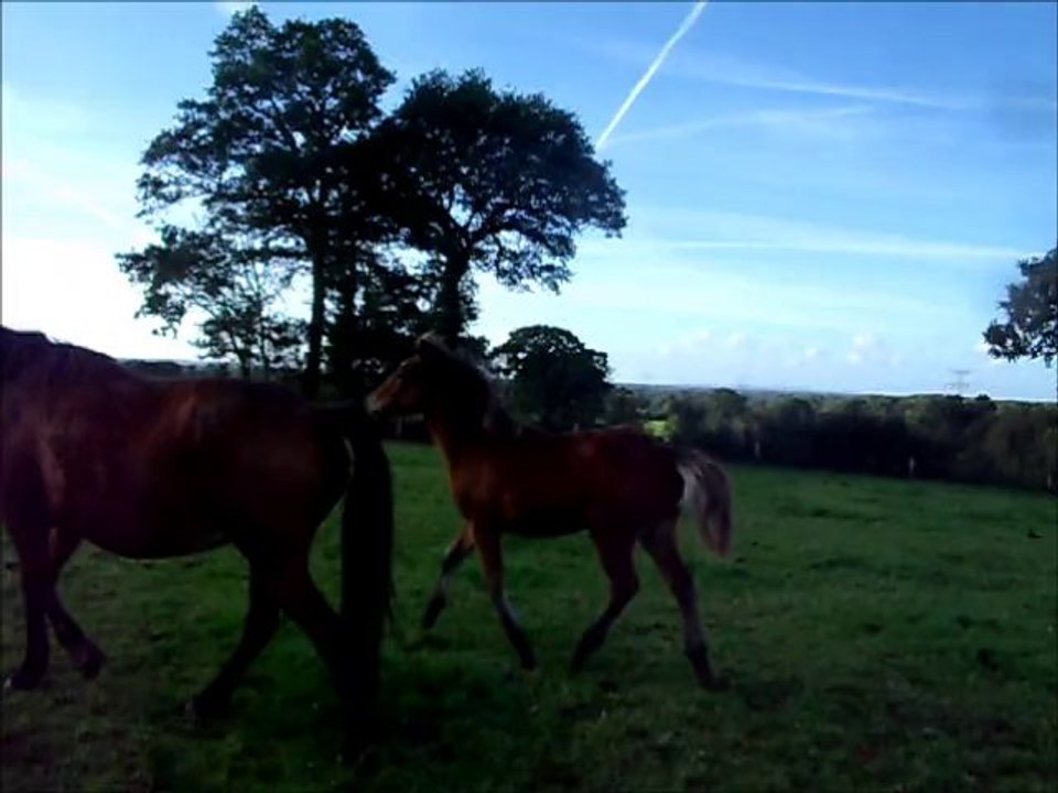 DORIGANE DES ETOILES (ROYALE DE L'AUMONT * QUORIGAN DE CIVRY)