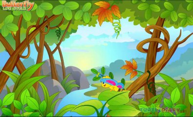 Kids Education Butterfly Life Cycle