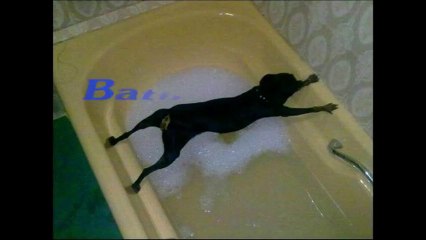 C'est l'heure du bain pour les chiens