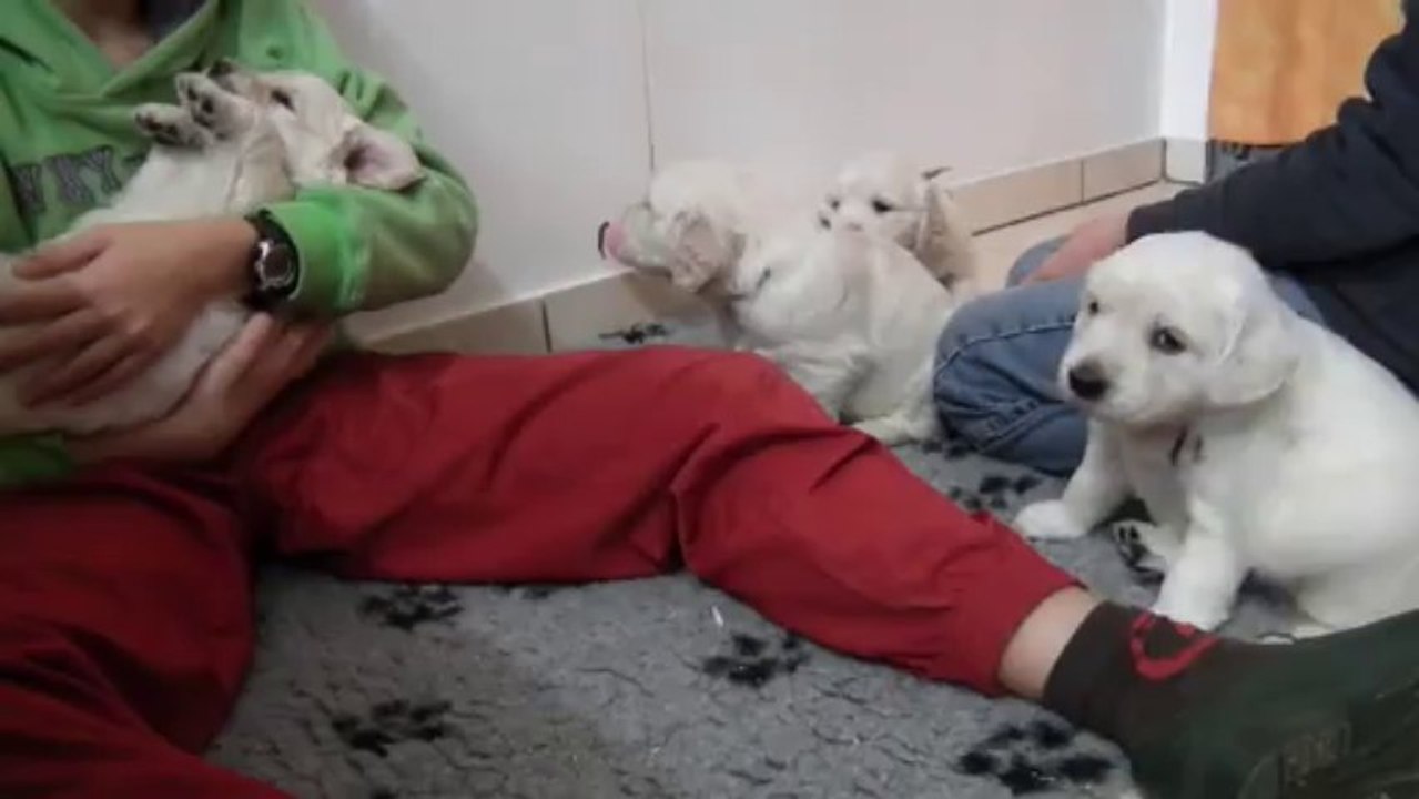 Chiots golden retriever à 4 semaines - 1