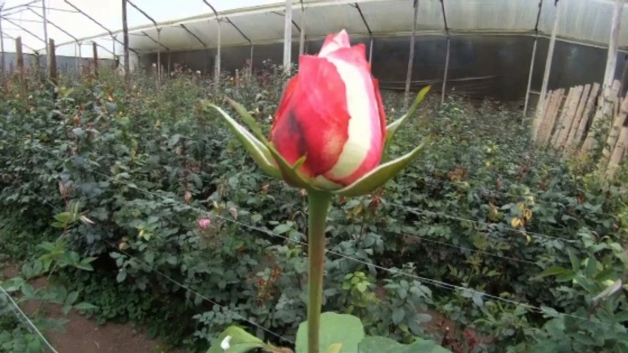 How Roses Are Grown Around the World-Ecuador