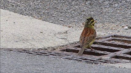 Couple de bruant zizi nichant dans un égout