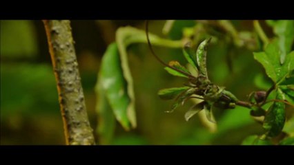 L'instant nature extrait de : forêt de Nicolas Goudeau-Monvois