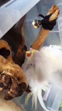 mon calopsitte qui prend son bain