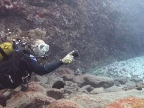 La Réunion: test d'un nouveau dispositif anti-requins - 31/10