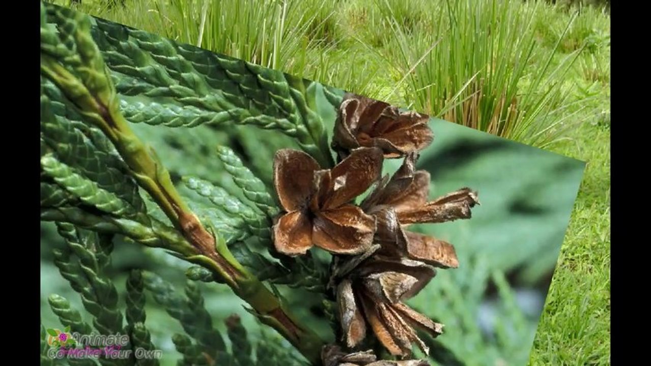 GIORGIO ARMANI Mania ტუალეტის წყალი სპრეი მამაკაცებისათვის