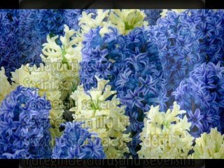 ALA GÖZLÜM & AKİF İSLAMZADE ...ŞAİR: :NİGAR REFİZADE