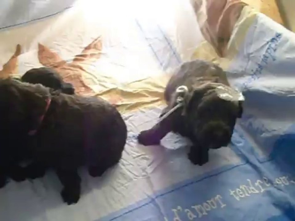 boubou à 3 semaies
