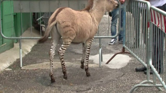 Mi-âne, mi-zèbre : le 3è zonkey du monde est né en Italie