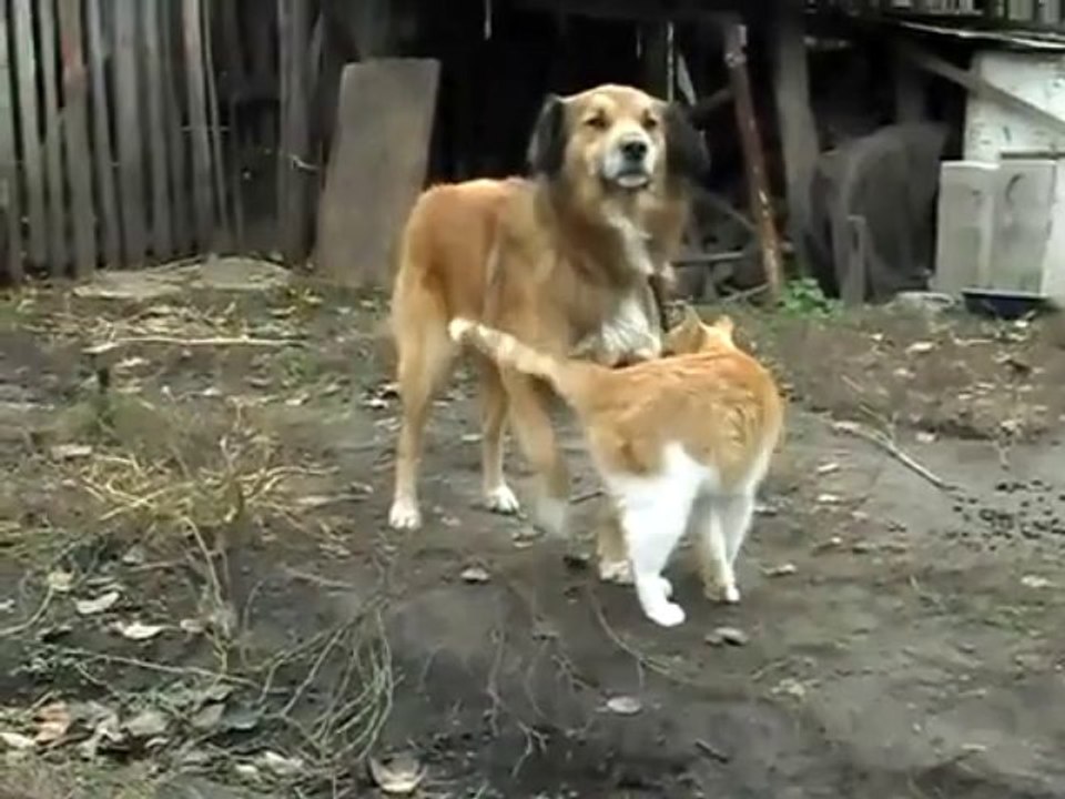 Videos Caseros: Una bonita y romantica historia de amor (tepillao.com)