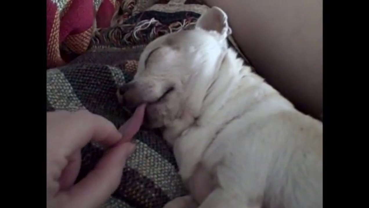 Les chiens les plus idiots du monde... Oui Oui!