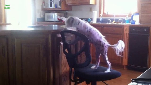 Bad boy!!!! Bad boy! Funny Animals Behaving Badly Compilation