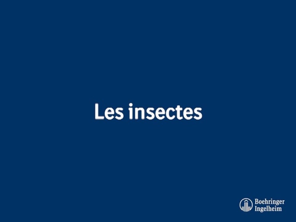 Les insectes