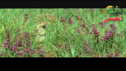 بأسهم بينهم شديد~ حيونات صغيرة~ هذا خلق الله~ الشيخ أمين الأنصاري.