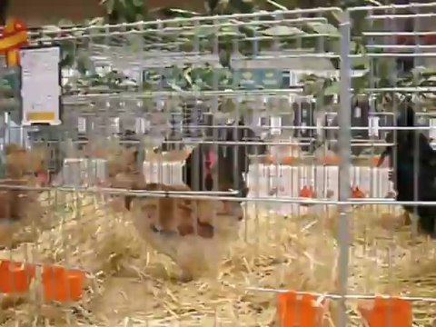 Gallos Gallinas distintas razas (1), VII Campeonato de España Alba de Tormes. 24-11-2012 185