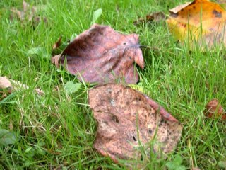 Rapsodie à 2 plumes