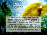 Portal informacyjny o H5N1. A więcej na http://ptasiagrypainfo.pl/