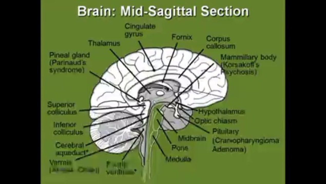 Diencephalon