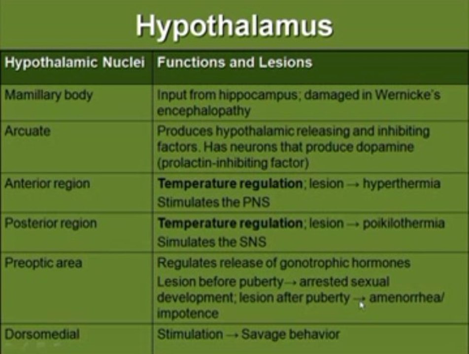 Epithalamus