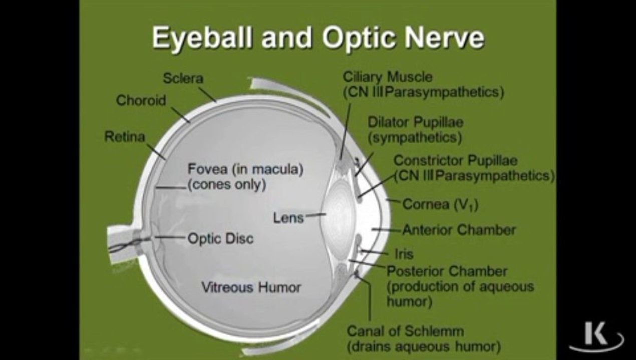 Eyeball