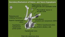 Hypothalamus