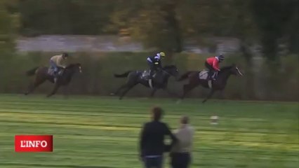 GALOP DULCE LEO 29/10/13 POUR GP D'AUTOMNE 2013