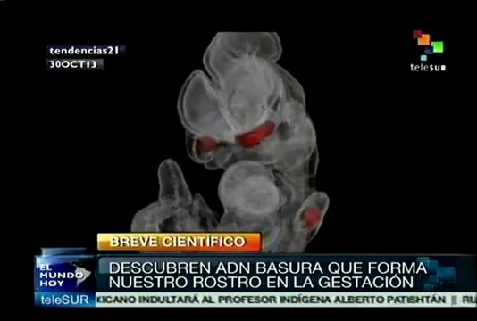 Científicos descubren ADN basura que forma el rostro durante gestación