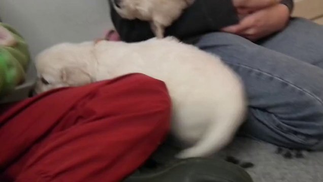 Chiots golden retriever à 4 semaines - 2