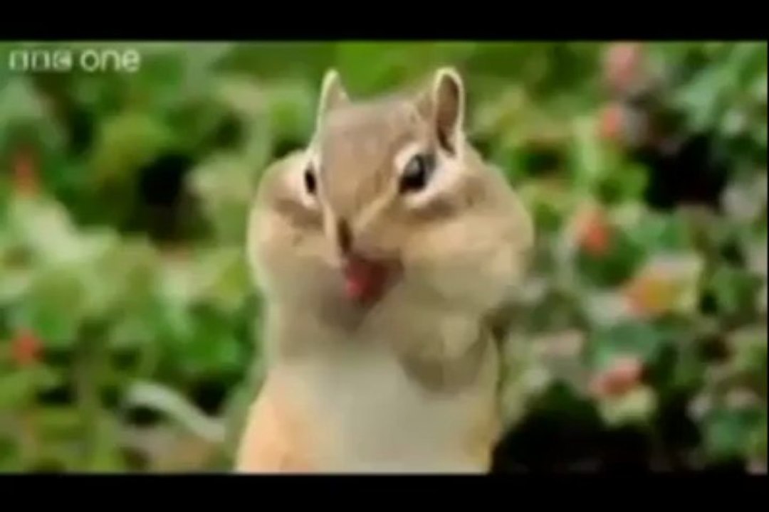 Punjabi totay