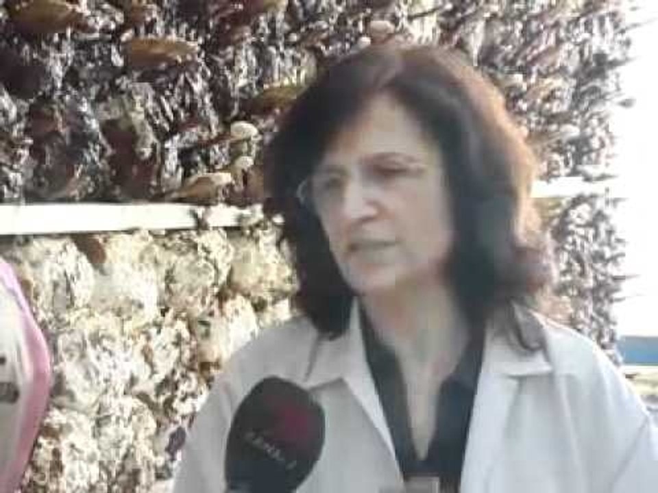 Kırmızı Reishi Mantarının Faydaları ve Kullanımı Zararları Yetiştiriciliği