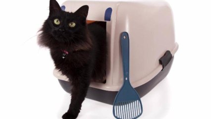 Dell Laptop Buyers Reeling Over Computers' Cat Pee Stench