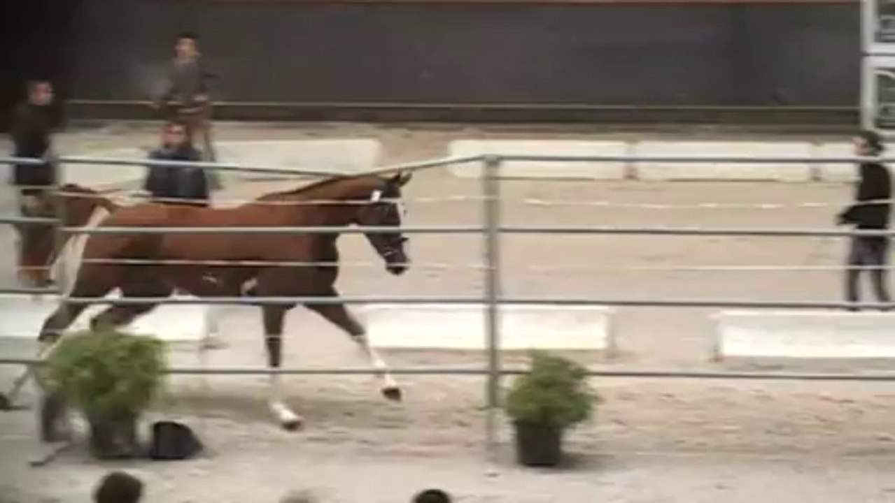 Andalie de Bieville Régional 3ans St Lo saut liberté (1)