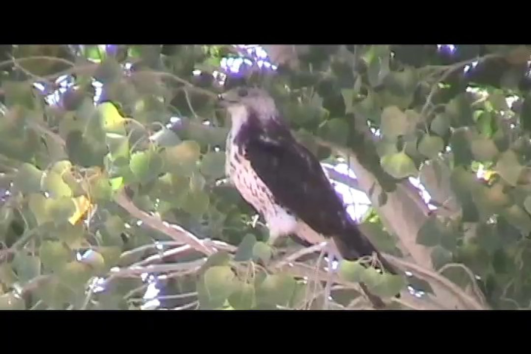 Hawks and Falcons of the Arizona Sonoran Desert, Part 2